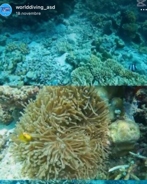 Alcuni esempi di contenuti pubblicati sul profilo Instagram @worlddiving_asd